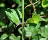 Acanthoprasium integrifolium