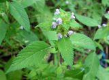 Galeopsis bifida. Верхушка побега с соцветием. Приморский край, южные окр. г. Артём, лес на холме за частными домами, около тропинки. 10.08.2019.