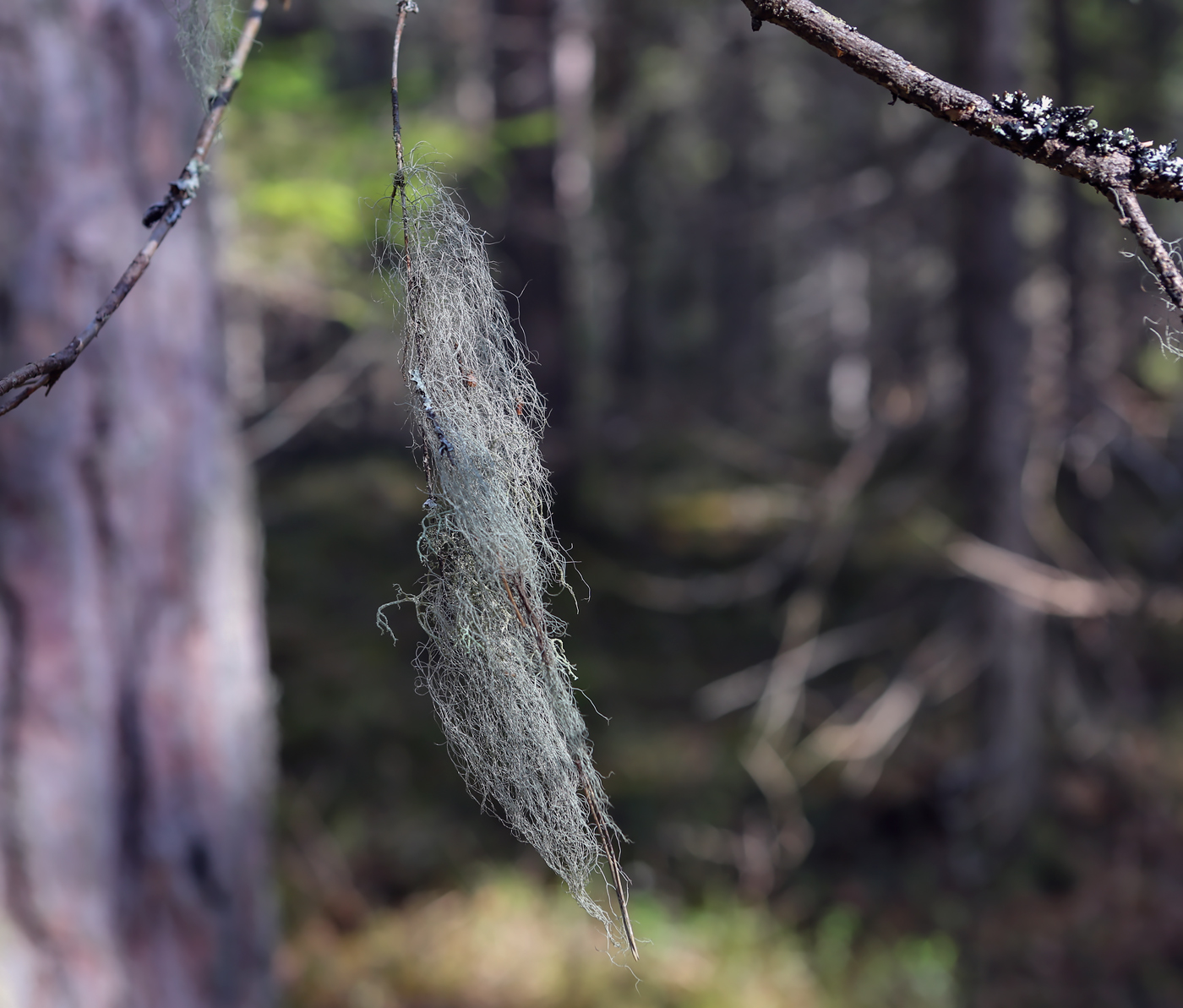 Image of genus Usnea specimen.