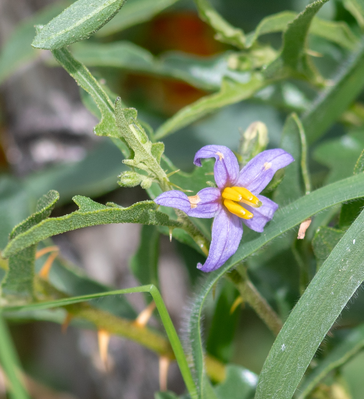 Изображение особи Solanum capense.