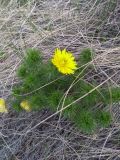 Adonis vernalis