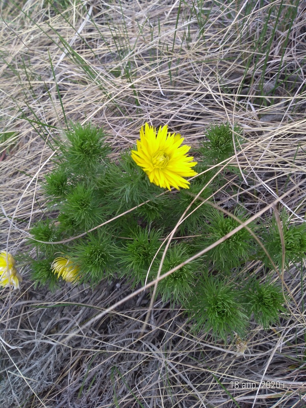 Изображение особи Adonis vernalis.