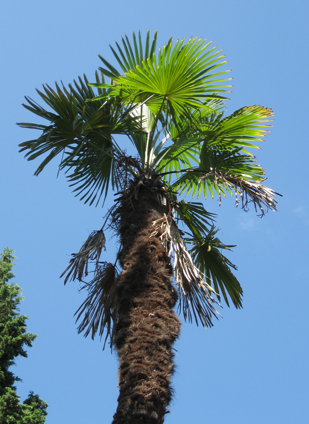 Image of Trachycarpus fortunei specimen.