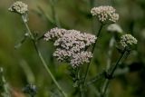 Achillea millefolium