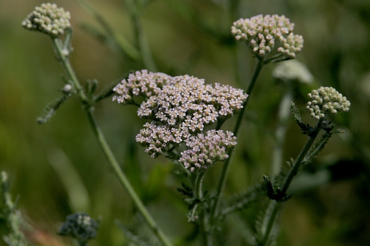 Image of Achillea millefolium specimen.