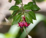 genus Fuchsia