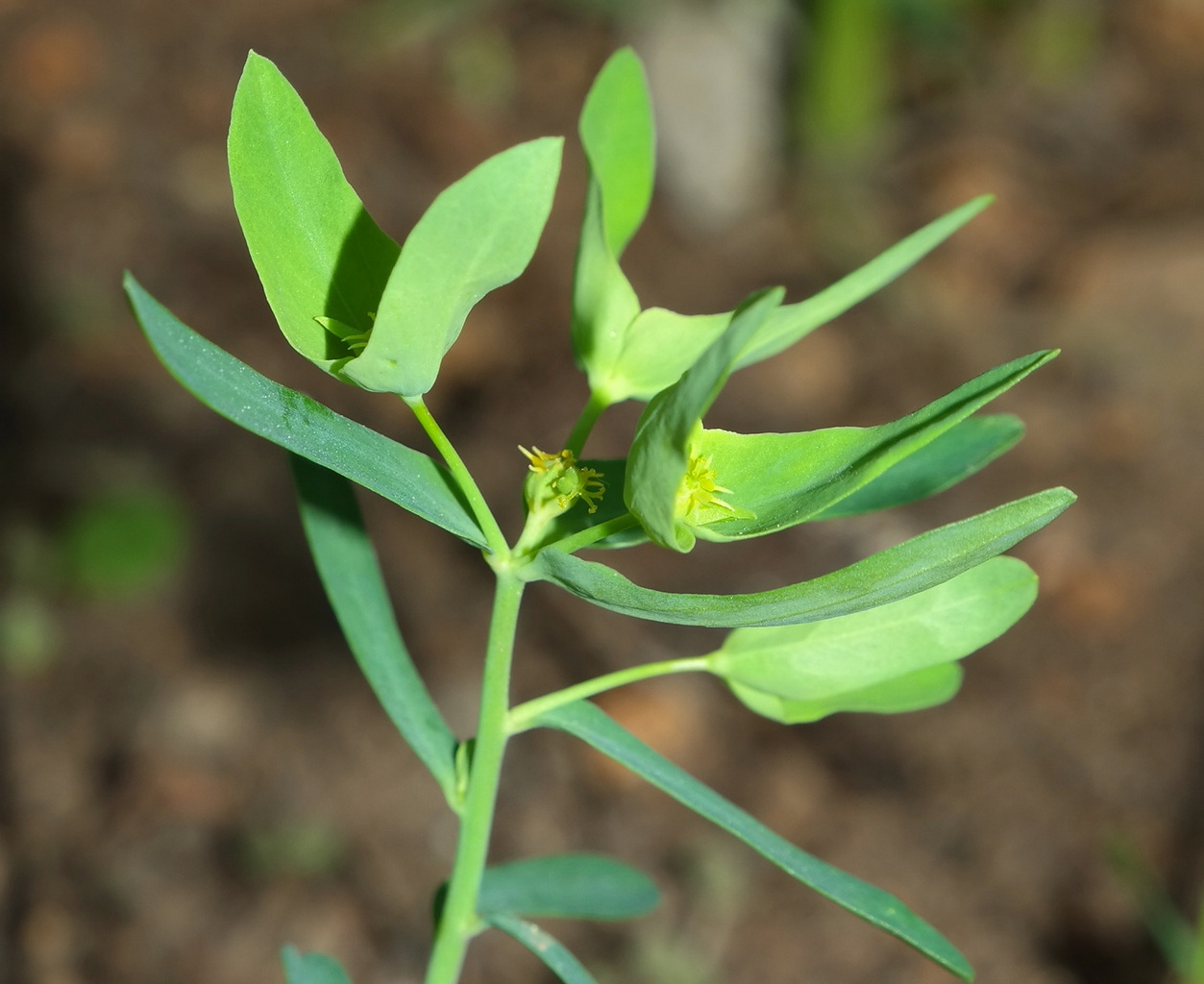 Изображение особи Euphorbia taurinensis.