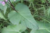 Phlomoides tuberosa