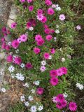 genus Dimorphotheca