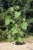 Abutilon theophrasti