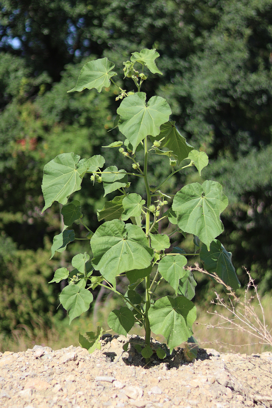 Изображение особи Abutilon theophrasti.