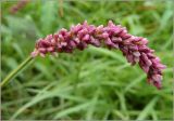 Persicaria lapathifolia. Соцветие. Чувашия, окр. г. Шумерля, пойма р. Сура, оз. Щучья Лужа. 5 сентября 2010 г.