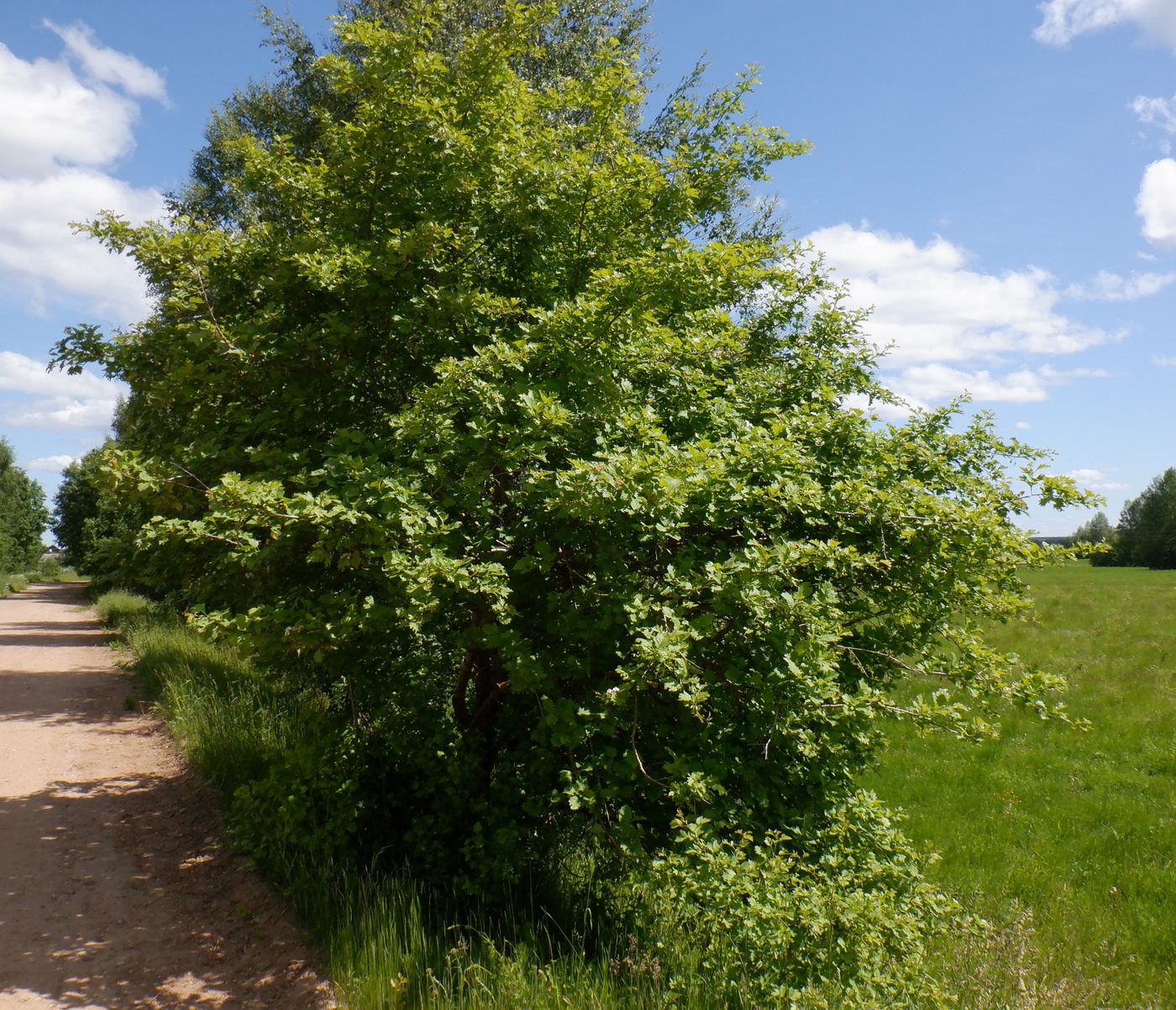 Изображение особи Crataegus chlorocarpa.