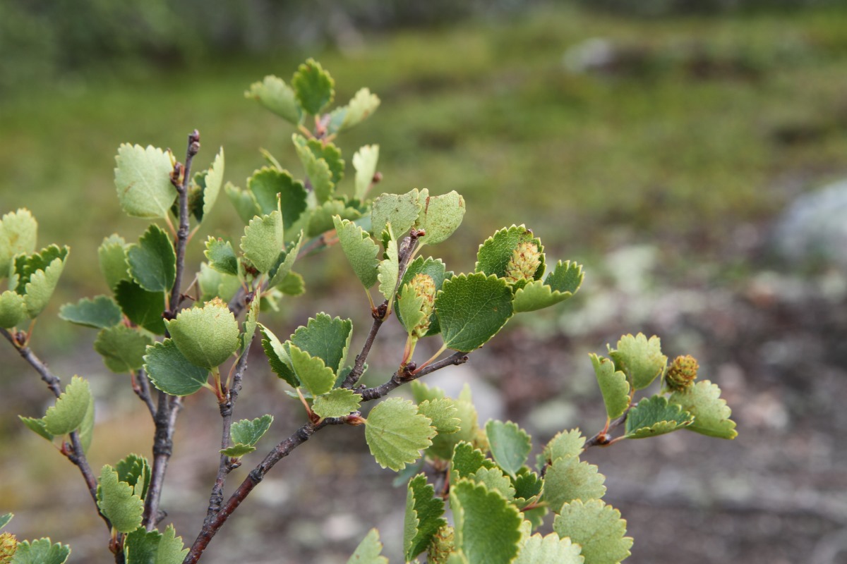 Image of Betula nana specimen.