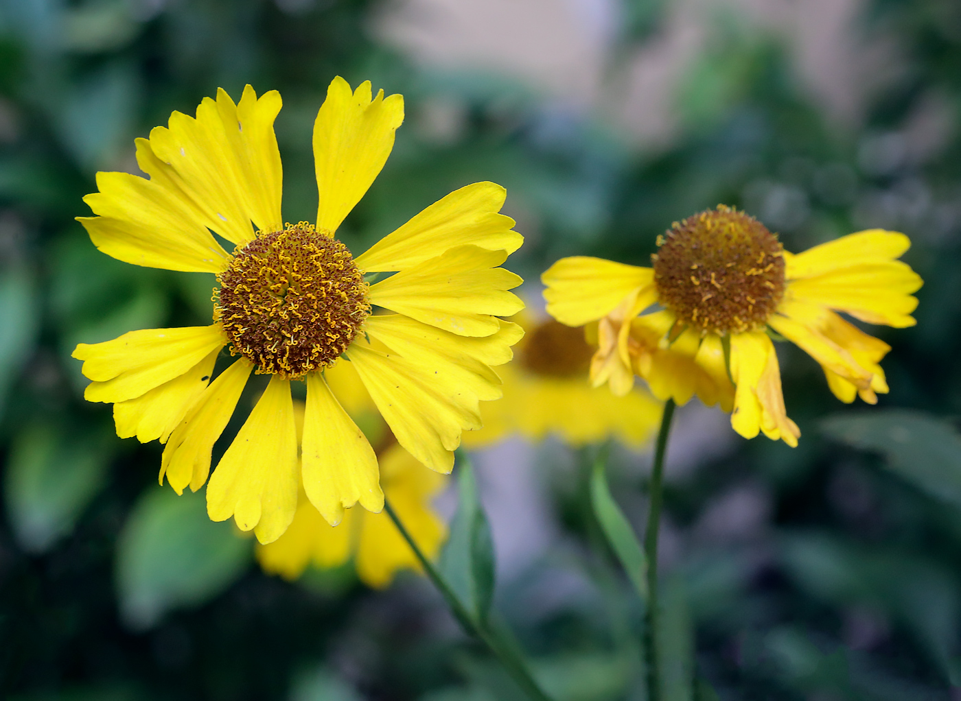 Image of Helenium autumnale specimen.