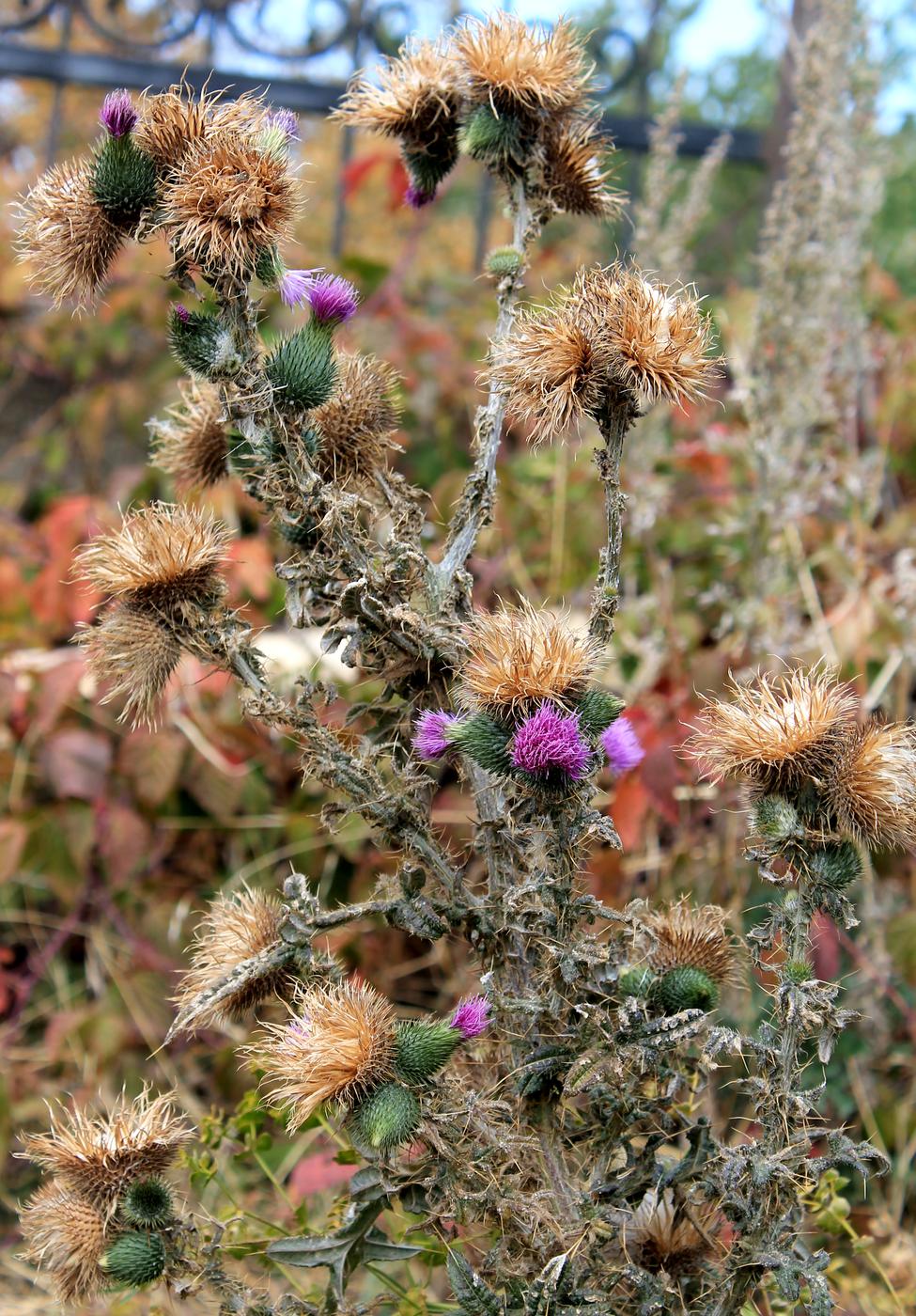 Image of Cirsium vulgare specimen.