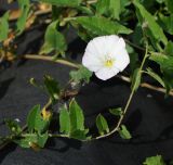 Convolvulus arvensis