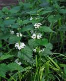 Lamium album