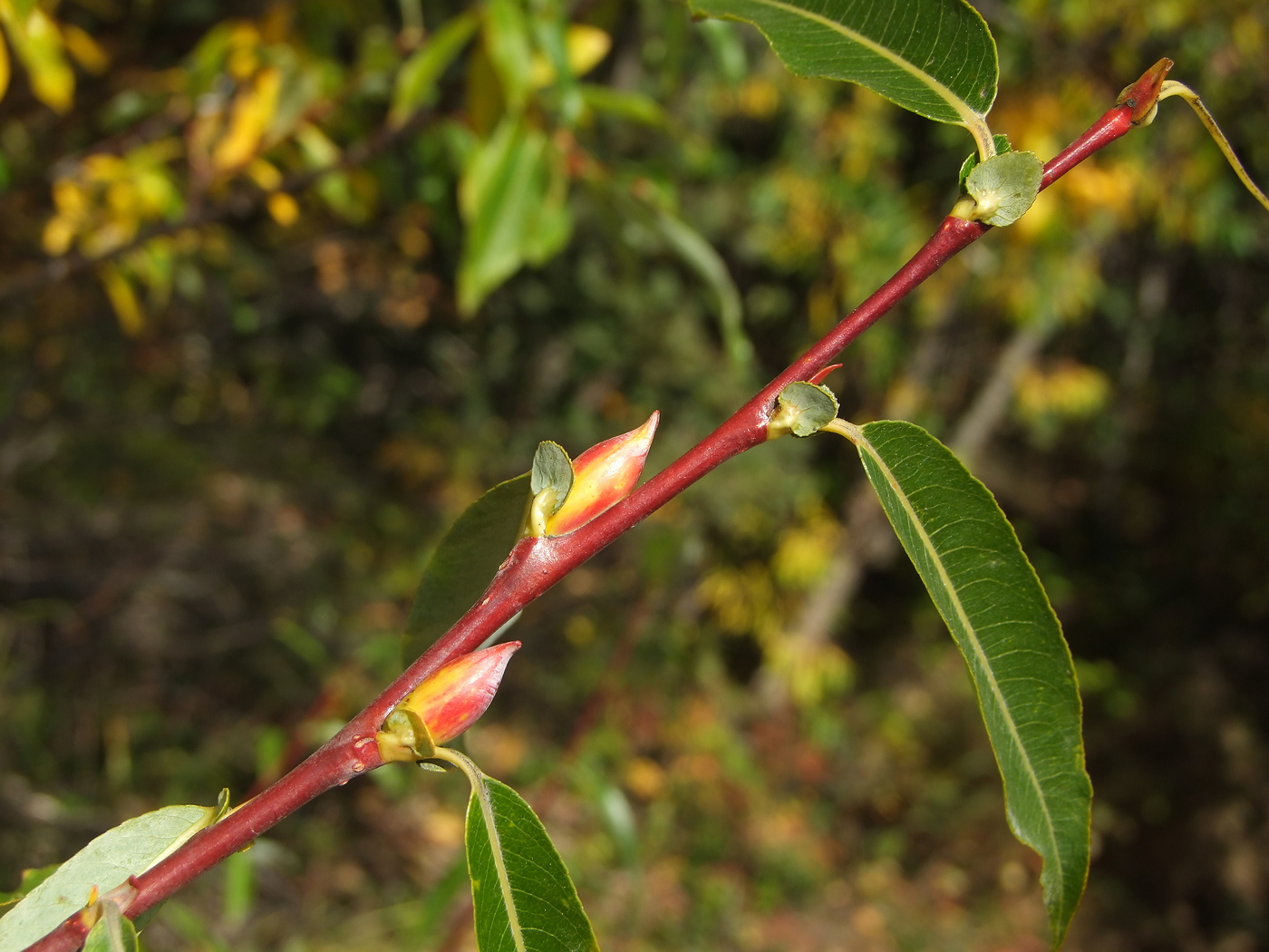 Image of Salix rorida specimen.