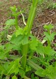 Cissus quadrangularis