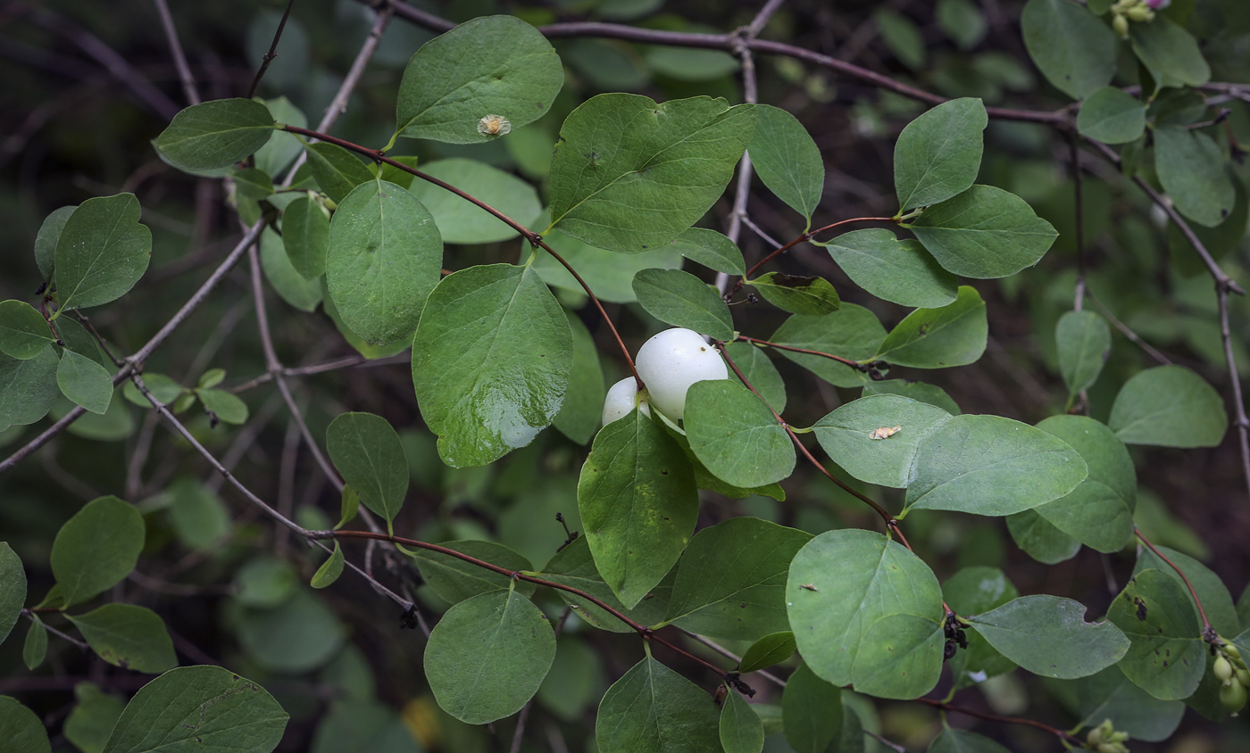 Image of Symphoricarpos albus var. laevigatus specimen.