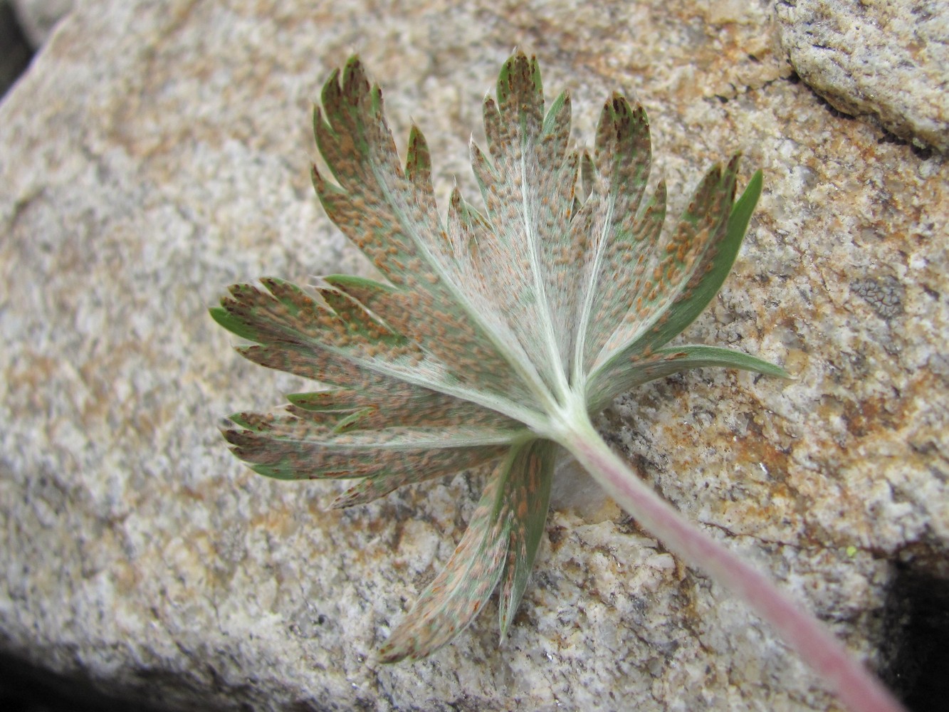 Изображение особи Alchemilla sericea.