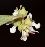 Escallonia paniculata