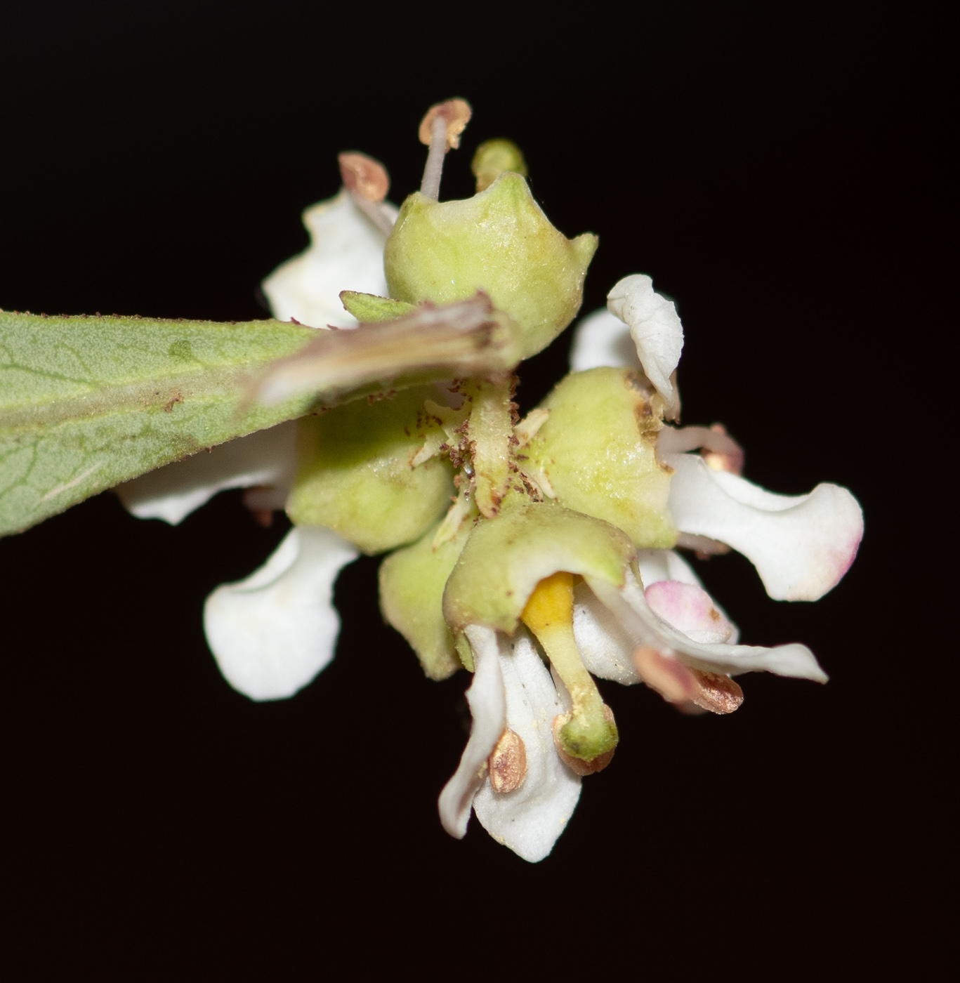 Изображение особи Escallonia paniculata.