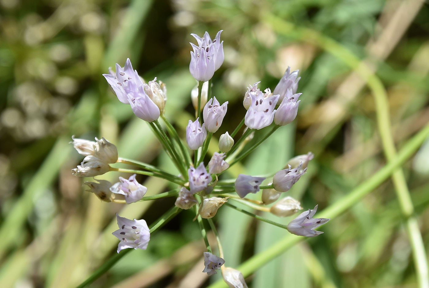 Image of Allium angulosum specimen.