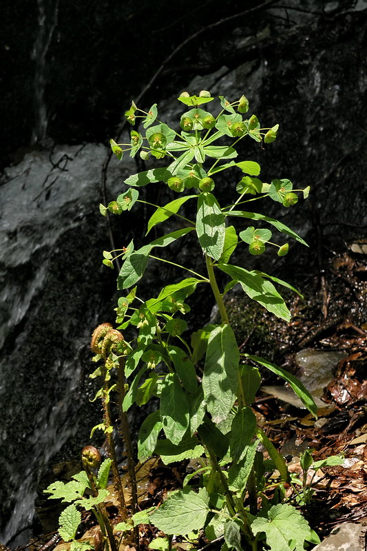 Изображение особи Euphorbia squamosa.