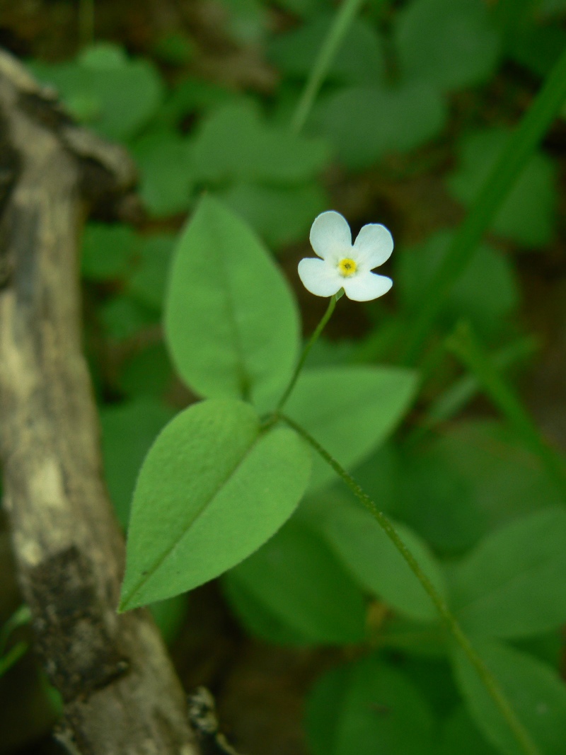 Изображение особи Trigonotis radicans.