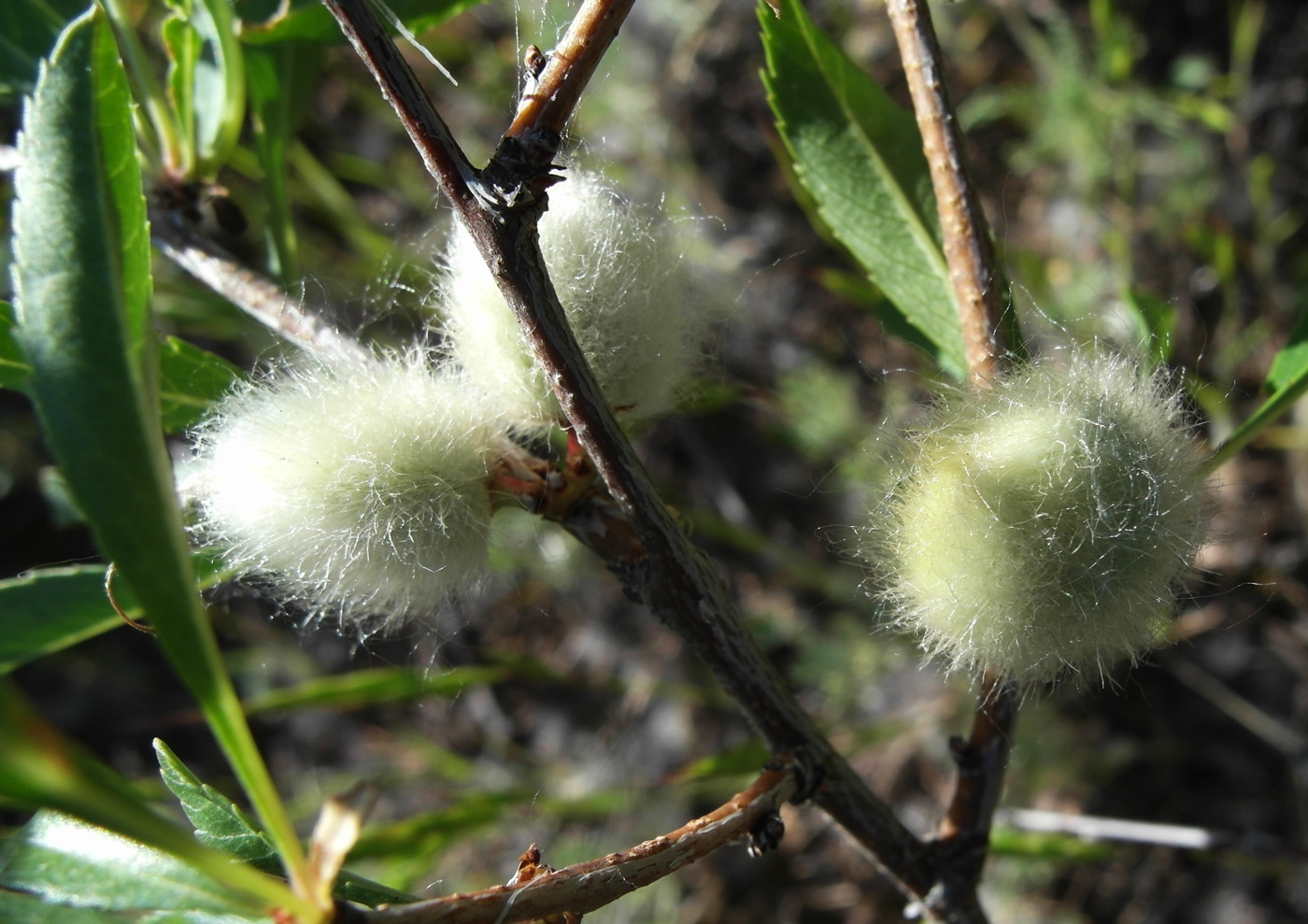 Изображение особи Amygdalus nana.