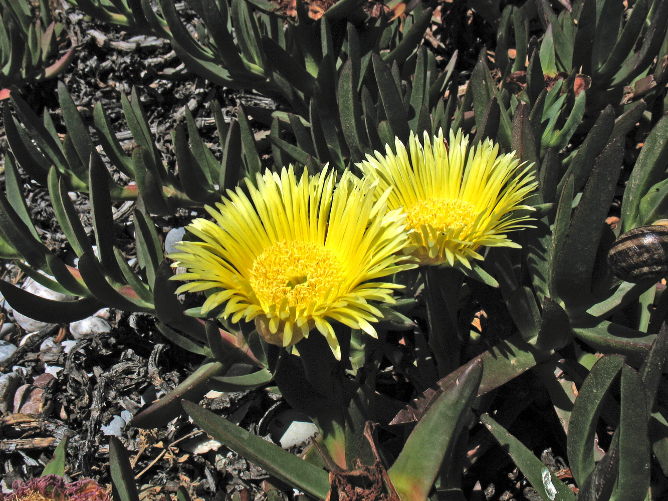 Image of Carpobrotus edulis specimen.