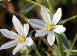 Ornithogalum ponticum. Цветки. Краснодарский край, МО г. Анапа, окр. с. Сукко, окр. оз. Сукко близ плотины, заросли кустарника на склоне. 10.06.2019.