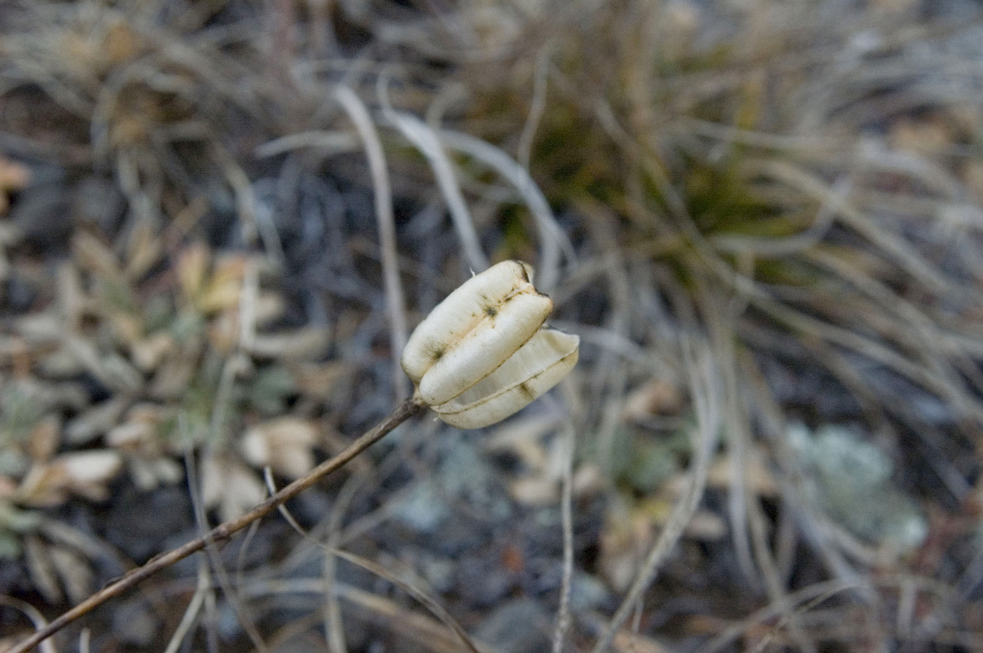 Image of Lilium pumilum specimen.