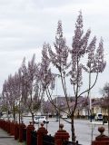 Paulownia tomentosa. Цветущие молодые деревья. Узбекистан, г. Андижан, в городском озеленении, в культуре. 28.03.2021.