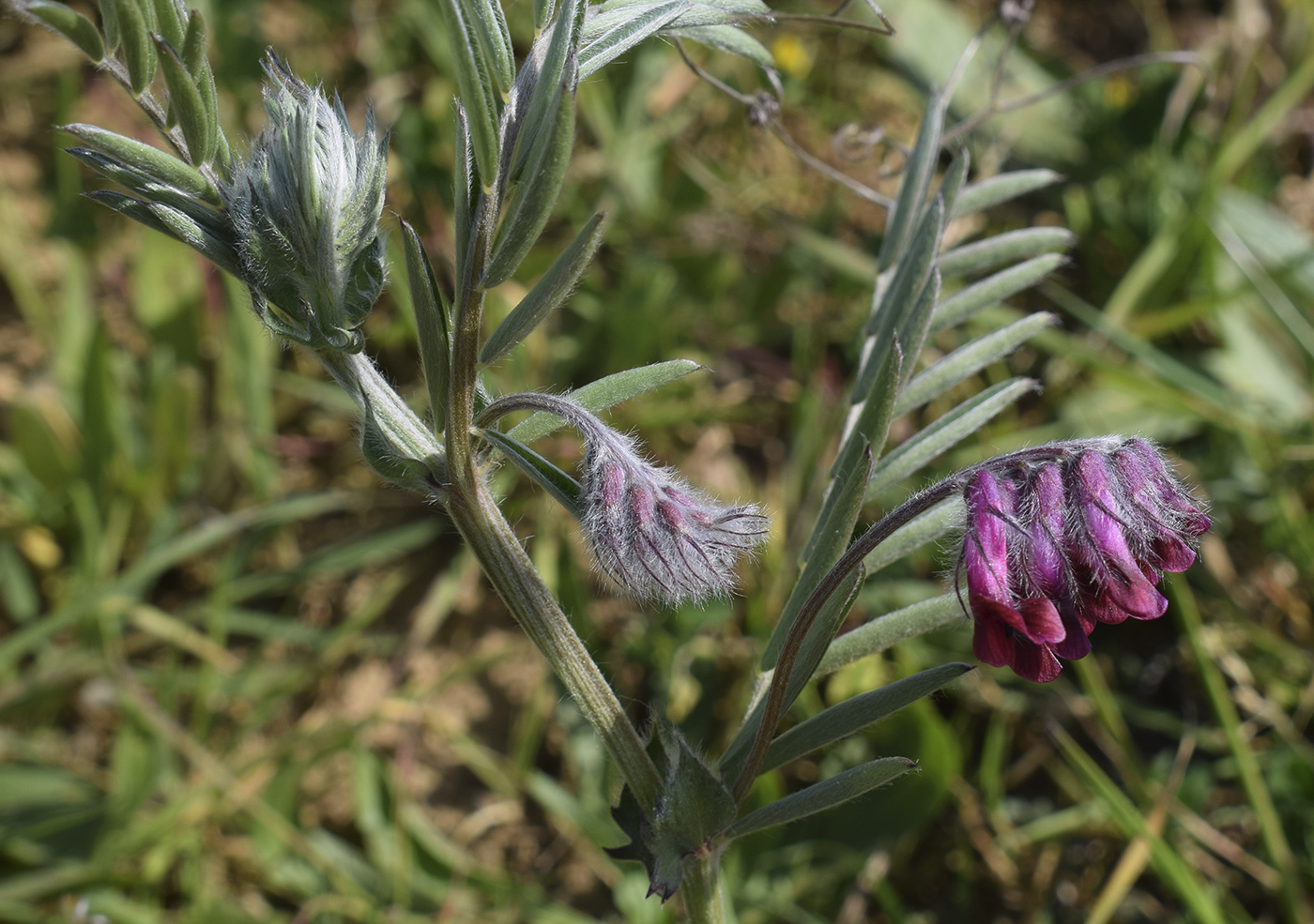 Изображение особи Vicia benghalensis.