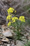 Erysimum callicarpum. Цветущее растение. Краснодарский край, м/о город-курорт Анапа, окр. с. Большой Утриш, каменистая осыпь. 3 мая 2021 г.