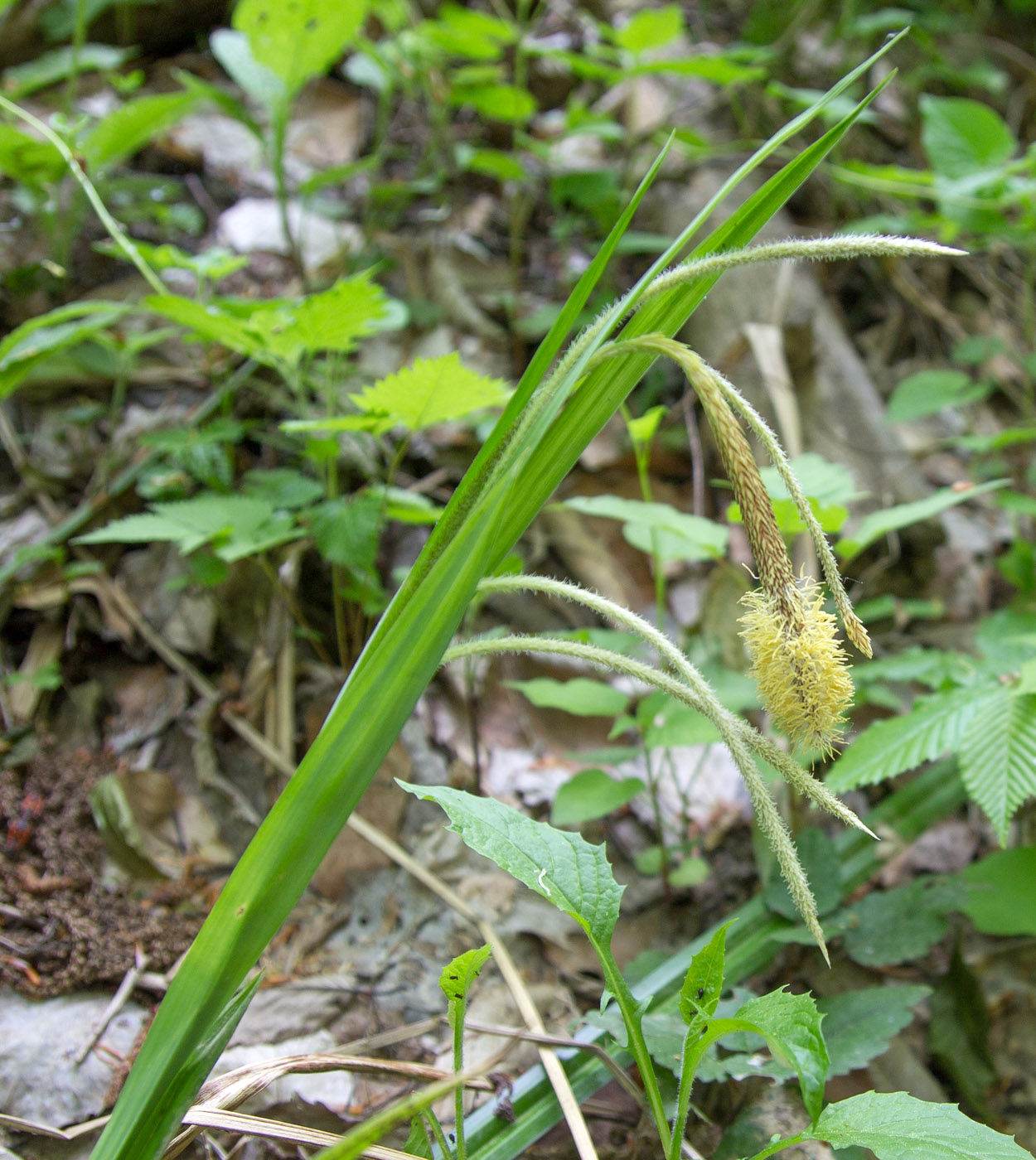 Изображение особи Carex pendula.