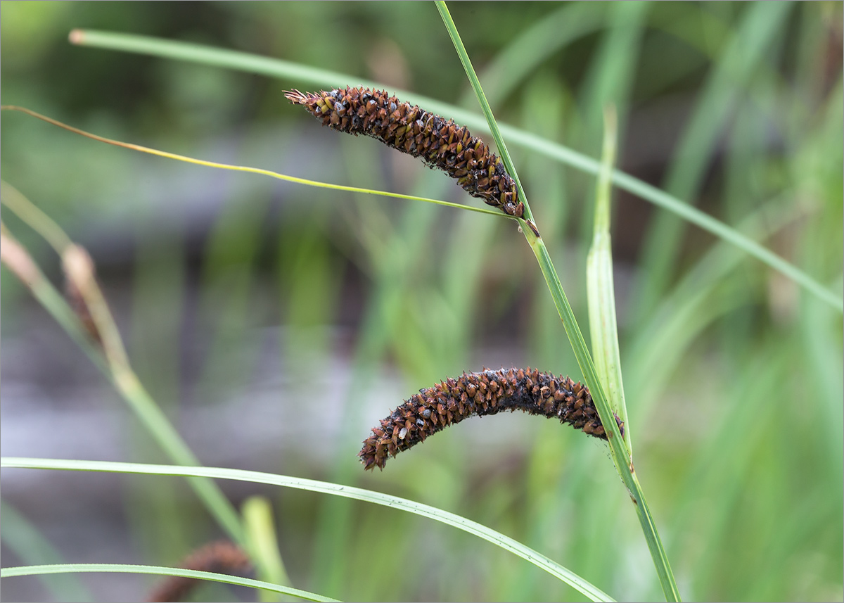 Image of Carex acuta specimen.