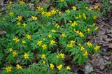 Anemone ranunculoides. Цветущие растения. Самарская обл., Жигулёвский заповедник, гора Стрельная, опушка широколиственного леса. 02.05.2021.