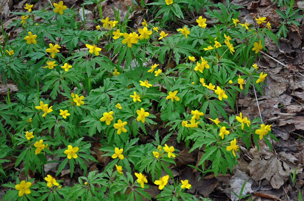 Image of Anemone ranunculoides specimen.