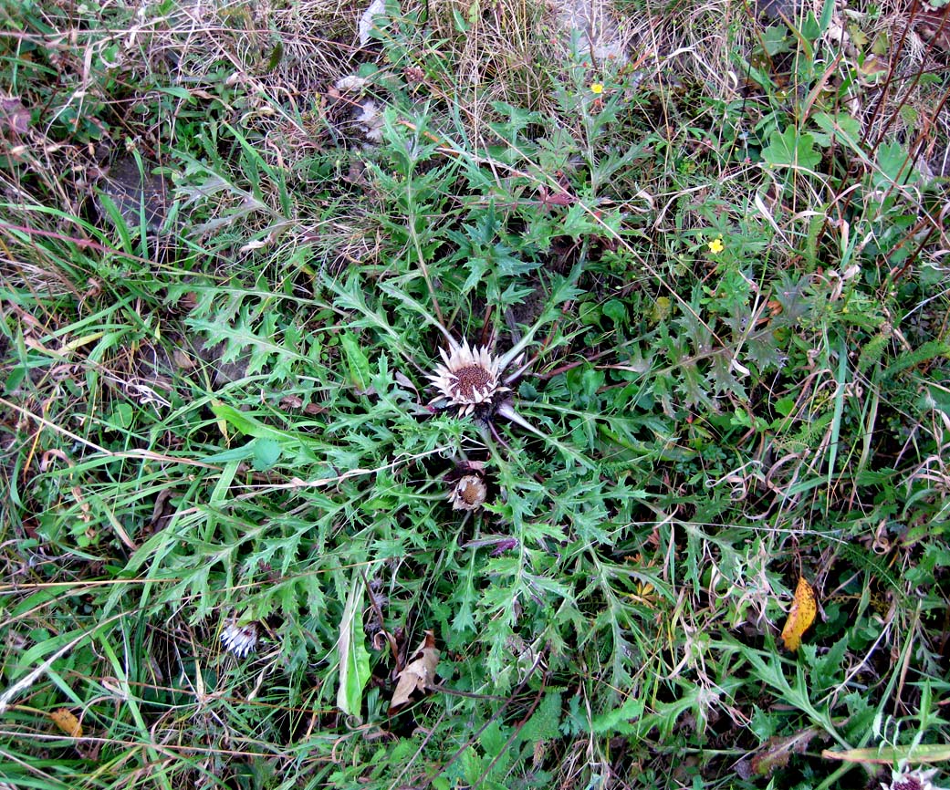 Image of Carlina acaulis specimen.