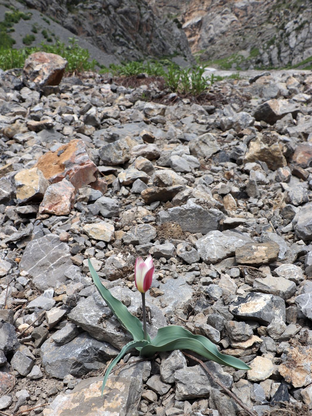 Изображение особи Tulipa kaufmanniana.