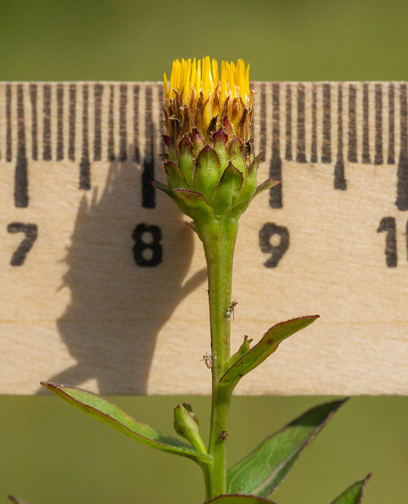 Изображение особи Inula aspera.