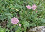 Astrantia trifida