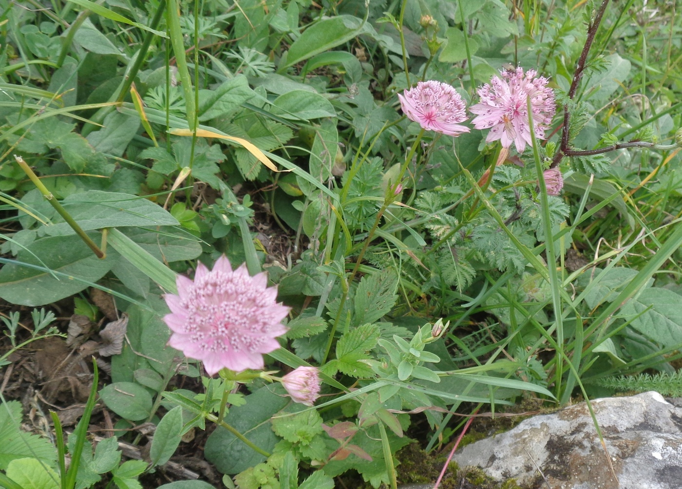 Изображение особи Astrantia trifida.