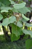 Catalpa bignonioides