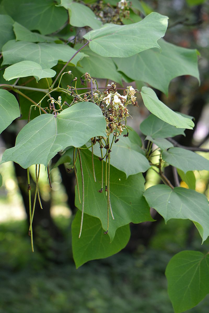 Image of Catalpa bignonioides specimen.