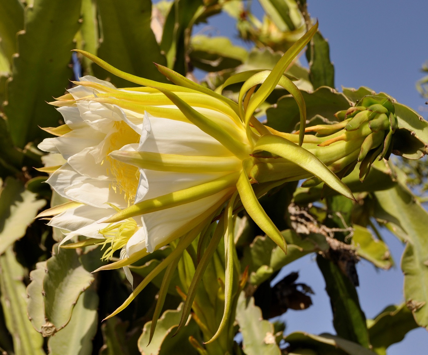 Image of genus Hylocereus specimen.